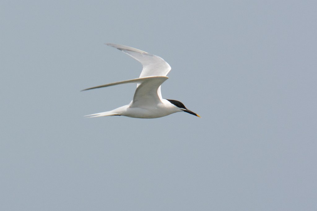 Tern, Sandwitch, 2014-05101709 Cedar Island to Ocracoke Ferry, NC.JPG - Sandwitch Tern.  From the ferry between Cedar Island and Ocracoke, NC, 5-10-2014